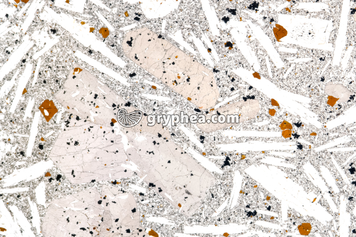 Basalte demi-deuil LPNA x3 - gryphea.org